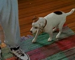Wishbone (TV Series 1995–1998)