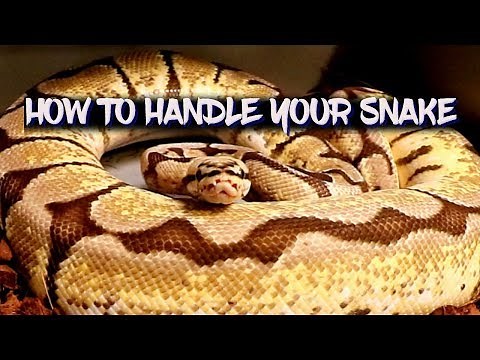 How to handle your snake - For beginners