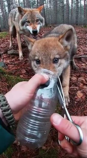 Hands Cracking Bottle Inside Forest Brush