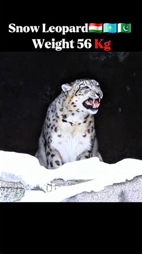 Predatory Animals🍂💀 Their weights in different Countries #animals #wildlife