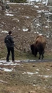 476K views · 2K reactions | This tourist at Yellowstone Nat'l Park had a 'narrow escape' from a charging bison in footage shot on April 20. Park officials warn visitors to never approach wild animals and to always maintain a distance of 25 yards from bison whenever possible. 怜 | NowThis | Facebook