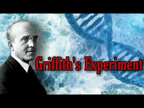 DNA as Genetic Material - Griffith's Experiment