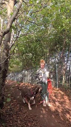 Teaching your dog to focus around squirrels