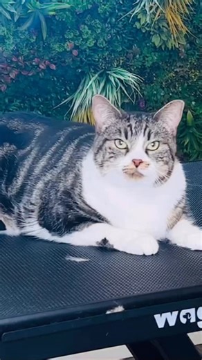 Antonio Ramirez | How to properly handle your cat! | Instagram