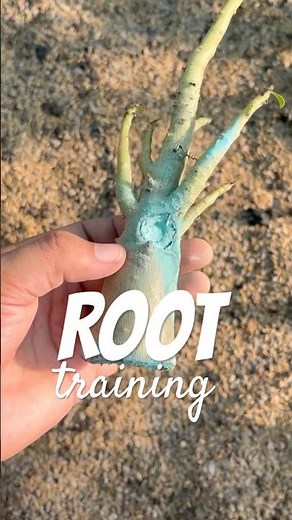 Root training in #adenium #adeniumarabicum #creativeart #gardening #gardeningtips #plantcare