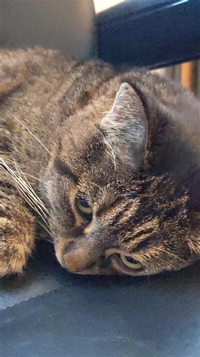 7 Signs Your Cat is Truly Happy