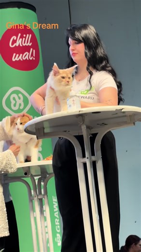 💙SPARTACUS 💙 la doar 5 luni, pe scena Central European Winner de la Gratz, Austria! #mainecoonromania #pisiciuriase #mainecoonkitten @urmaritori