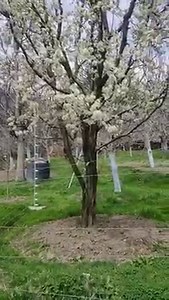 Plum tree blossoms in Manali | Manali
