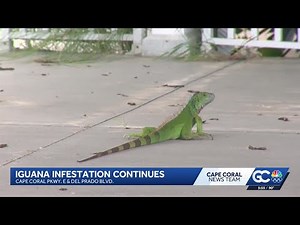 Cape Coral neighbors want answers as iguanas continue to infest abandoned bank