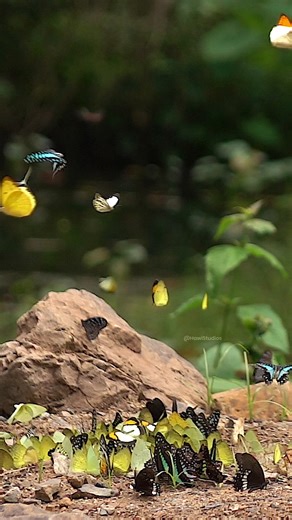 Butteflies in the jungle #butterfly #beautiful #wings #flap #pretty #leaf #nature #wildlife HA37679 | HAWI Studios