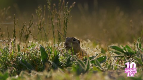 Ground Squirrel Feeding