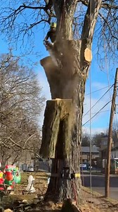 Logging techniques, logging spruce, the daily life of a lumberjack | Fishingarrett