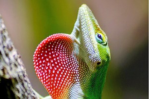 ▷ Anolis » Características, Alimentación, Hábitat, Reproducción, Depredadores