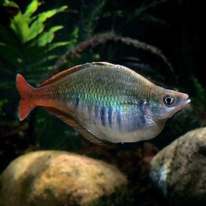 Bleheri Rainbow Fish (Bleher’s) - Jack Wattley Discus