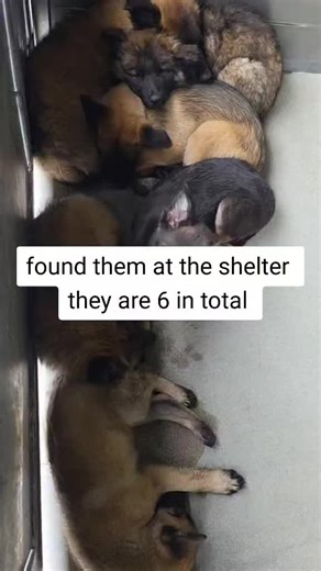 6 german shephard pups lost and confused found them at a shelter here in Maryland let's help them find a good home