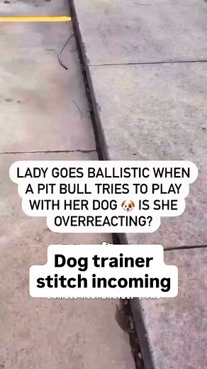 It is your responsibility to immediately tackle your dog if they are off leash harassing another dog. Also, screaming only makes all problems worse. this is the worst nightmare of a lot of dog owners, and I truly do sympathize because I’ve been in this situation multiple times and there’s nothing worse, especially if I’m training a reactive or an aggressive dog on my end of the leash, amplifying the situation. The goal needs to be remaining as calm as possible, confronting the oncoming dog face 