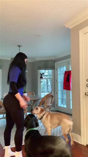 Engaging Moments with Dogs: Playful Home Interaction