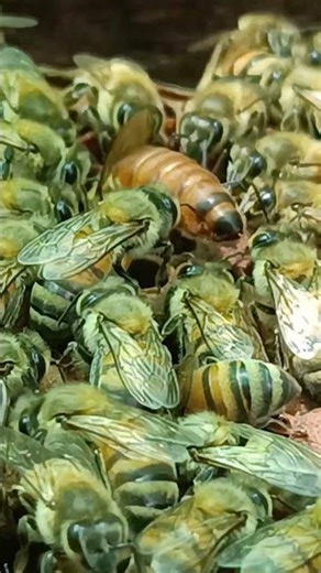 The queen bee inspects the house herself