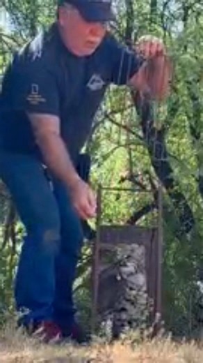 14K views · 279 reactions | Sometimes wildlife needs a little help finding a safer home. Relocation ensures animals can thrive without infringing on people’s space. Always try safe deterrents first—but if they don’t work, we’re here to help. animalexpertsinc.com #WildlifeRelocation #HumaneWildlifeControl #RespectWildlife #AnimalRescue #LivingWithWildlife #GeorgiaWildlife #WildlifeExperts #NatureLovers | Animal Experts, Inc. | Facebook