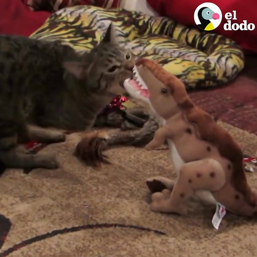 3M views · 44K reactions | Este papá está enamorado de su gatito T-rex. Conoce su historia 練 | El Dodo | Facebook