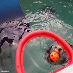 1.8M views · 5.1K reactions | Little dude can ball!! | Lil Wayne | Facebook