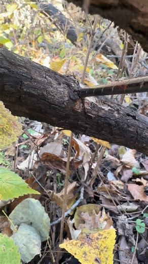 3.9K views · 1.6K reactions | Love to see it.  歷 #BowHunting #Archery #DeerSeason #DeerHunter | BEOUTDOORS | Facebook