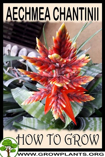 Aechmea chantinii - How to grow & care