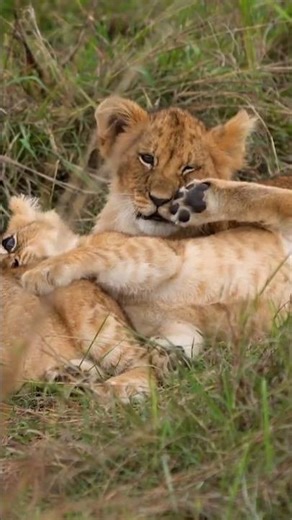 🦁✨ Lion Cubs Playing with Mama | Peaceful Music 🎶