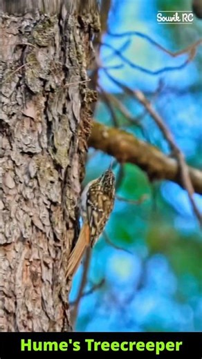 Hume's Treecreeper calling and singing at Phangpui NP, Mizoram
