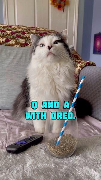 85K views · 10K reactions | Answers to all of the things you've been asking about Oreo!  | The Oreo Cat | Facebook