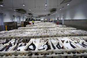 HOW SATELLITE TECHNOLOGY COULD TRANSFORM SCOTTISH SEAFOOD