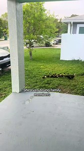 Duck Rescue: Saved Ducklings from Drain, Now They Chill with Us