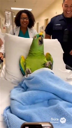 Parrot yells at followers #ParrotComedy #funnyparrot #talkingparrot #PetHumor #officer #doctor #talkingbird | Talking Parrot
