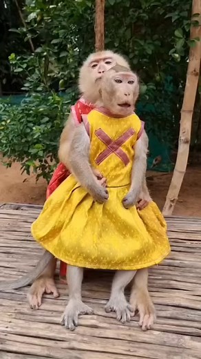 53K views · 1.2K reactions | YaYa take care Shally 殺 | YaYa Family | Facebook