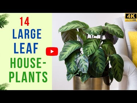 14 Large Leaf House Plants | The Easiest Large Houseplants to Grow