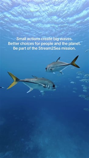 The ocean connects all of us. 🌊 From marine biologists studying reefs… to divers, swimmers, surfers, and everyday ocean lovers who simply feel at home near the water. Every small choice we make can help protect the blue planet we love. Small actions create big waves. Better choices for people and the ocean. Be part of the Stream2Sea mission. #OceanLovers #MarineBiology #OceanConservation #ProtectWhatYouLove #Stream2Sea