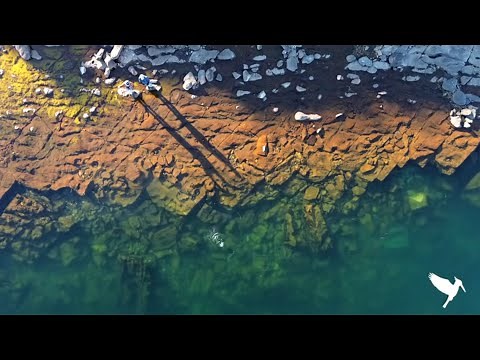 Fly Fishing Chimehuin River + Middle Limay River Rainbow Trout with Dries on the Surface Upstream