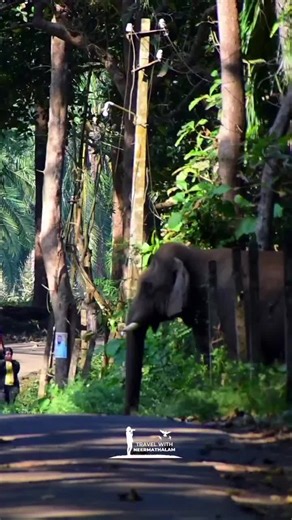 #attitudechallenge #weildlife #elephant #attitude #elephantlover️ 🐘❤️🐘❤️🐘❤️😮🫣😮🫣🐘