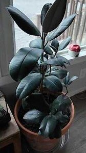 Saving a Sad Burgundy Rubber Tree (Ficus Elastica) | Full Repot + Root Rehab