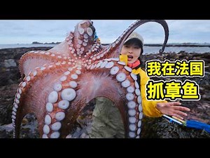Beach Foraging in France: Octopus Overrun Islands, Caught and Simmered in Red Sauce!