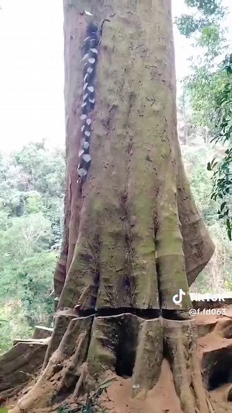 Tree Removal Accident: What Went Wrong and Lessons Learned