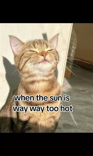 when the sun is way way too hot #fyp #cat #funny #trend #cute
