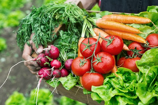 11 Tips on Planting Vegetables I Always Share as a Gardening Pro