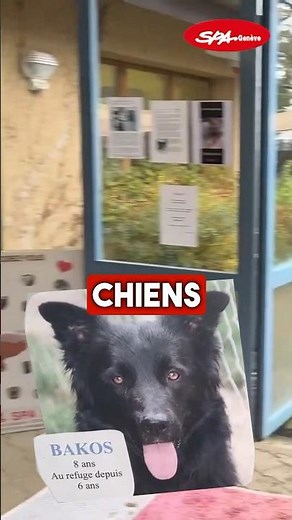 Chiens à adopter depuis de nombreuses années à la SOA Genève