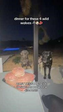 dinner for these 4 wild wolves 🐺🐶🥩 #rawfood #rawdogfood #foodfordogs #rawfooddiet