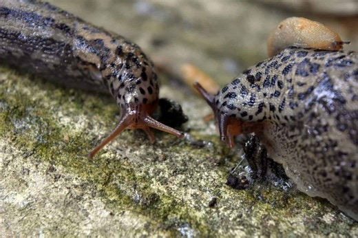 Fighting Slugs: How They Protect Their Resources
