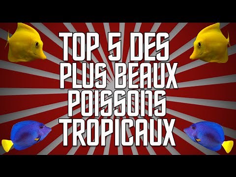 Top 5 des plus beaux poissons tropicaux