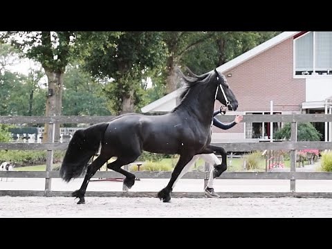 INSPIRATIONAL HORSE TRAILER - HorseworldTV