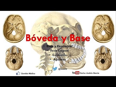 Anatomy - Vault and Base of the Skull (Endo and Exocranial, Cranial Fossae)