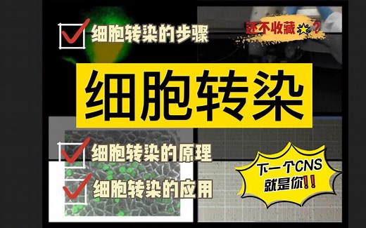 读研实验技能|细胞转染|细胞功能|Lipo3000|基因功能|细胞表型实验